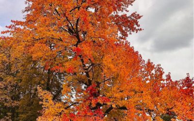 Découvrir son Arbre Sacré,   le pilier de l’Être