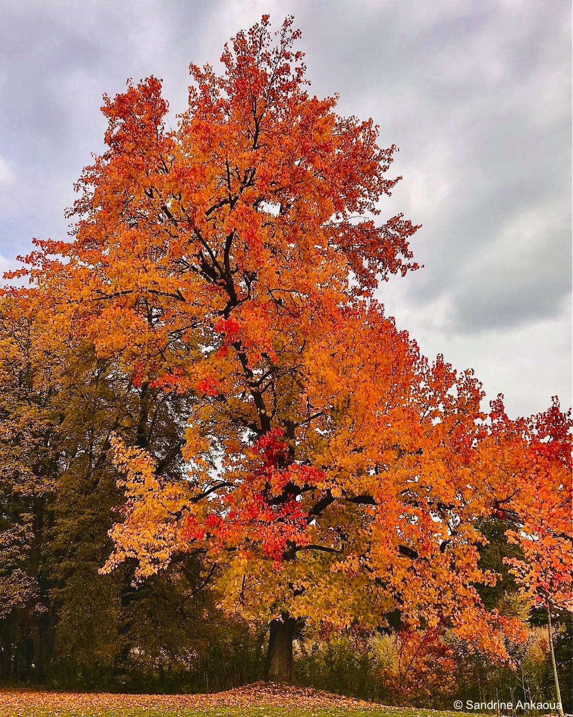 stage Arbre